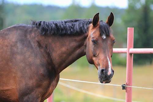 mammal shallow focus photo of brown horse horse
