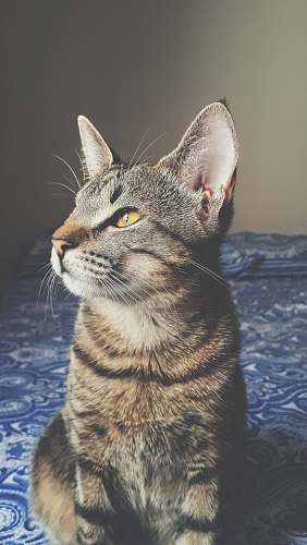 cat shallow focus photo of gray cat abyssinian