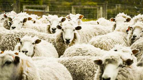 mammal shallow focus photo of herd of sheep sheep