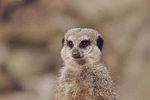 mammal shallow focus photo of meerkat meerkat