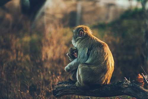 monkey shallow focus photography of brown monkey mother