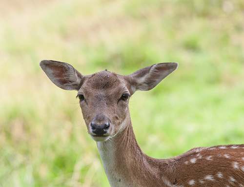 wildlife shallow focus photography of deer deer