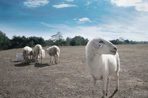 mammal shallow focus photography of goat sheep