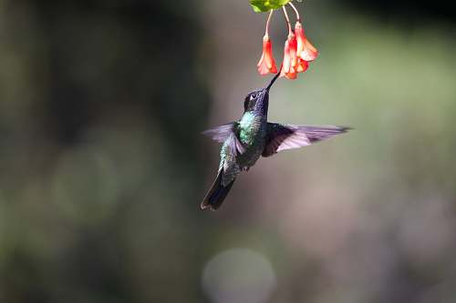 bird shallow focus photography of hummingbird sucking nectar in flower hummingbird