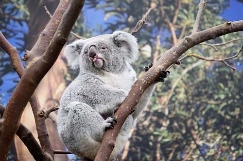 mammal shallow focus photography of koala on tree koala