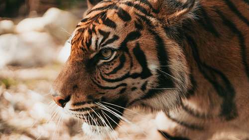 tiger shallow focus photography of tiger wildlife