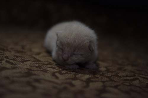 cat short-coat white kitten on brown surface kitten