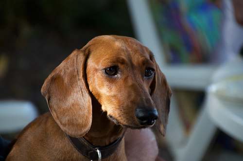 canine short-coated tan dog dog