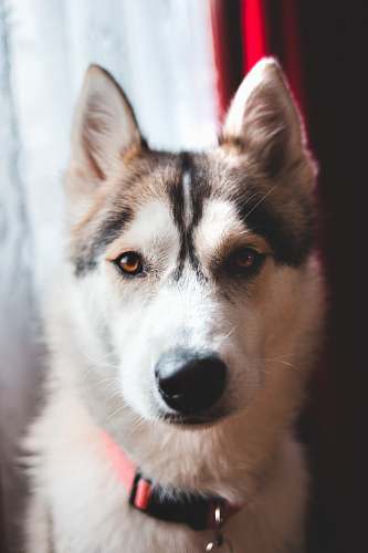 dog Siberian husky canine