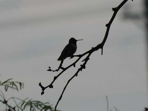 agelaius silhouette of bird on tree branch blackbird
