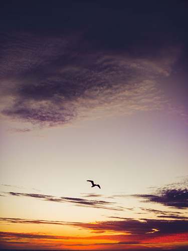 bird silhouette of flying bird flying