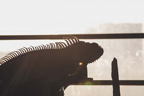 iguana silhouette of iguana lizard