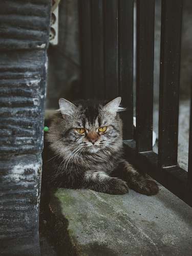 mammal silver maine coon cat manx