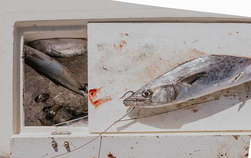 fish sliced gray fish with fishing hook on white ice box sea life