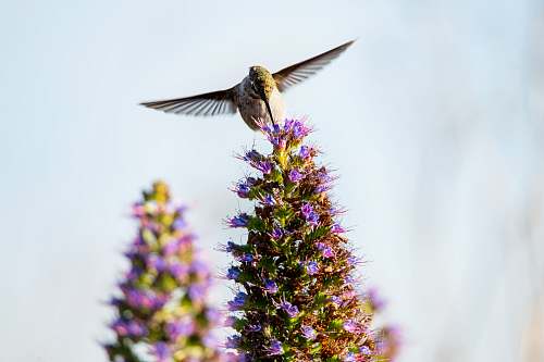 bird soaring bird plant