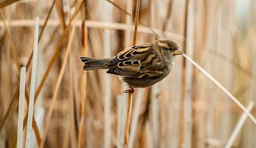 bird sparrow bird sparrow