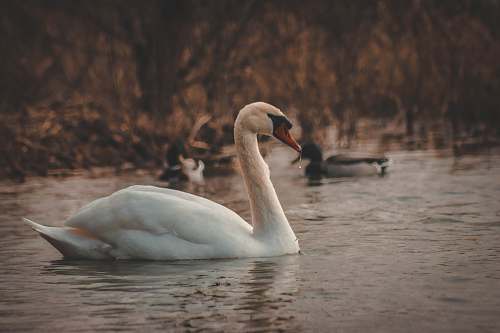 bird swan swimming on lake swan