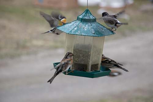 bird teal bird feeder close-up photography bird feeder