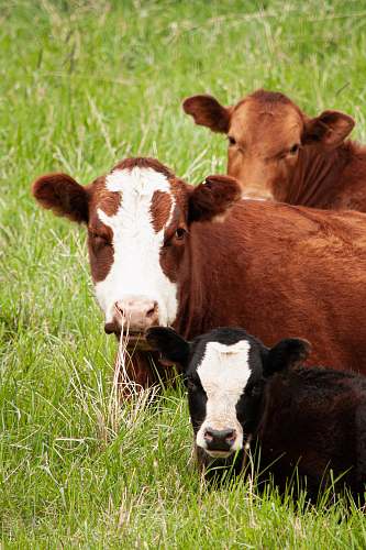 cattle three brown and black cattle on grass field cow