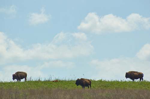 cattle three brown animals cow