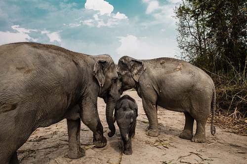 mammal three gray elephants elephant