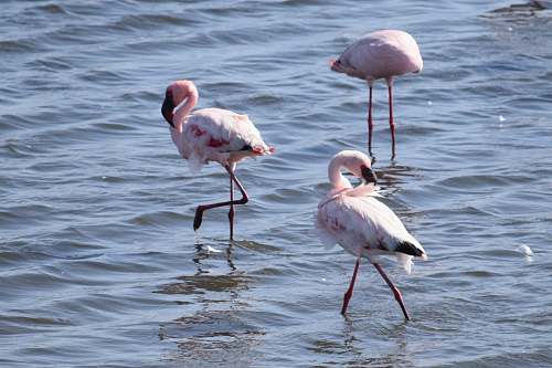 bird three pink flamingos standing on body of water flamingo