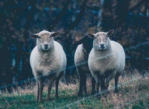 sheep three sheep on green grass field mammal