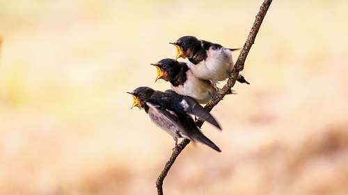 bird three white and black birds on branch swallow