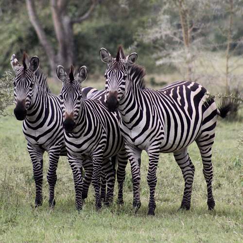 zebra three zebra standing on grass field mammal