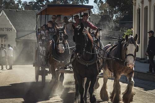 mammal tourist riding coach horse