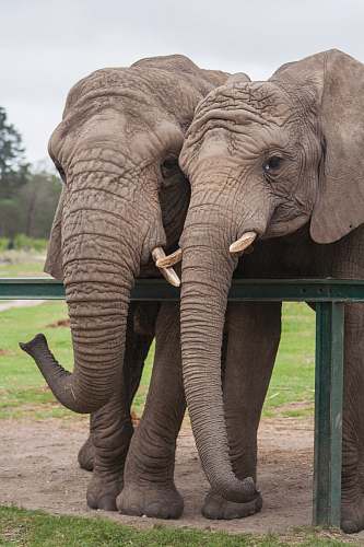 mammal two adult elephants beside green railing elephant