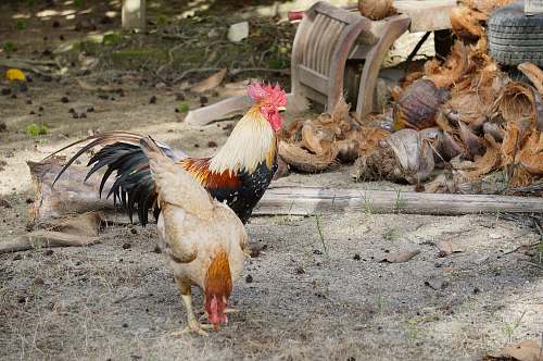 bird two beige and black roosters chicken