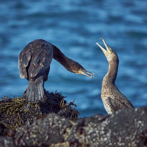 waterfowl two black and grey birds feeding cormorant