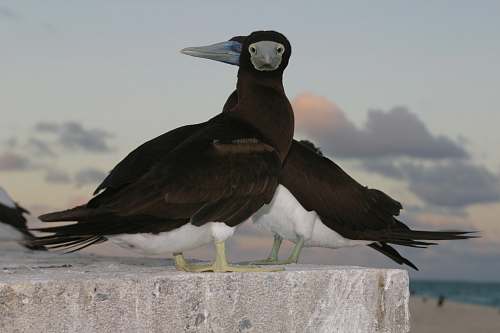 bird two black-and-white birds on gray concrete pavement booby