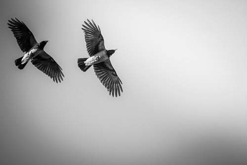 flying two black birds black-and-white