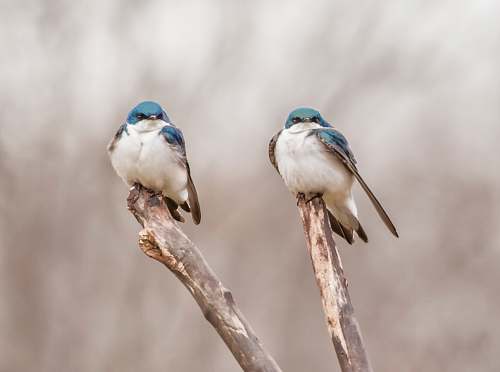 bird two blue birds on tree branch swallow