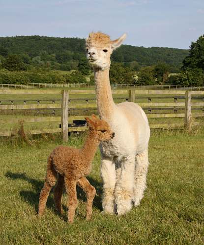 alpaca two brown alpacas llama
