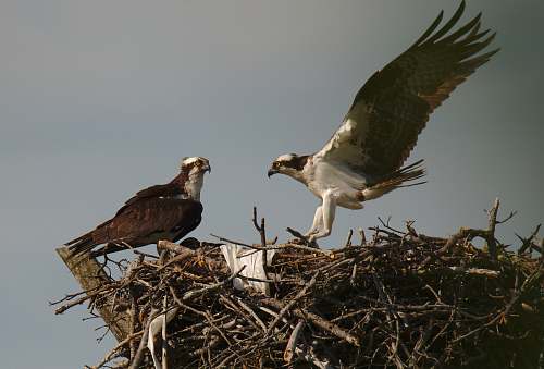 bird two brown and white hawks on nest bird nest