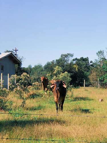 cattle two brown cattles on green grass during daytime cow