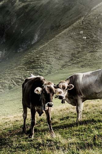 cattle two brown cow cow