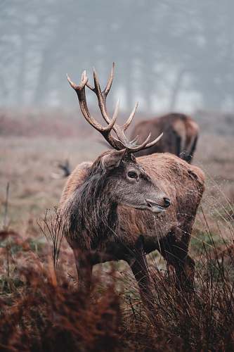 deer two brown deers on field elk