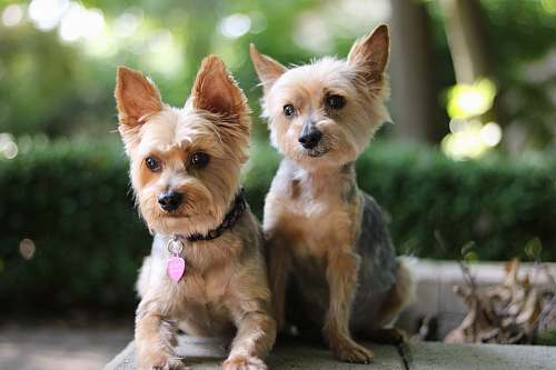 pet two brown dogs canine