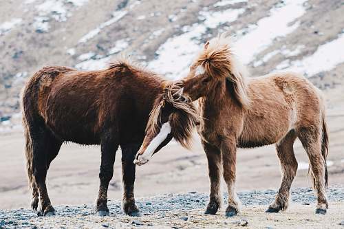horse two brown horses on field iceland
