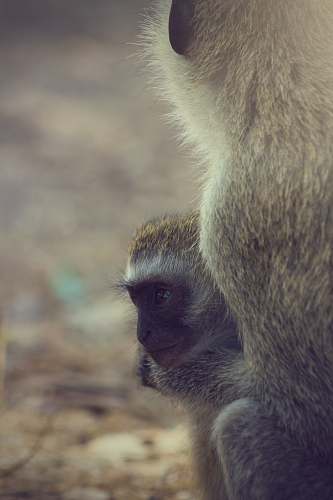 mammal two brown primates monkey
