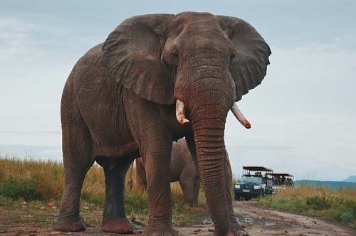 wildlife two elephants walking on ground near people riding vehicle elephant