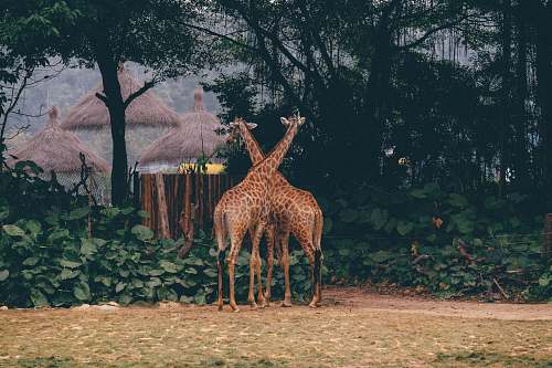 giraffe two giraffes near trees during daytime wildlife