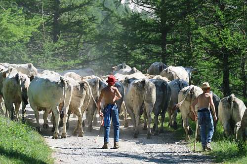 mammal two men with cattle in forest cow