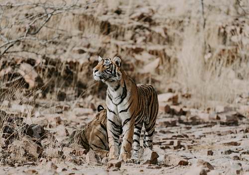 tiger two orange-and-white tigers on ground wildlife