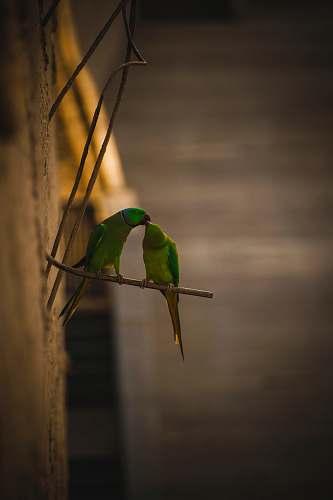 bird two rose-ringed parakeets perched on metal bar bee eater