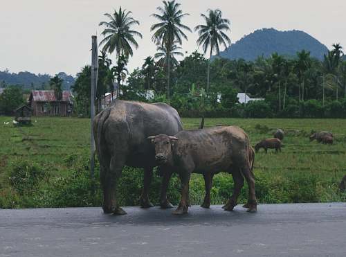 cow two water buffalos near grass field cattle